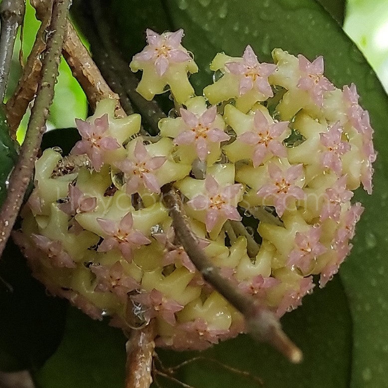 Fleur Hoya cv Joy hoyaparadis.com Guadeloupe