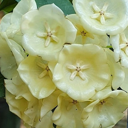 Fleur Hoya cystiantha hoyaparadis.com Guadeloupe