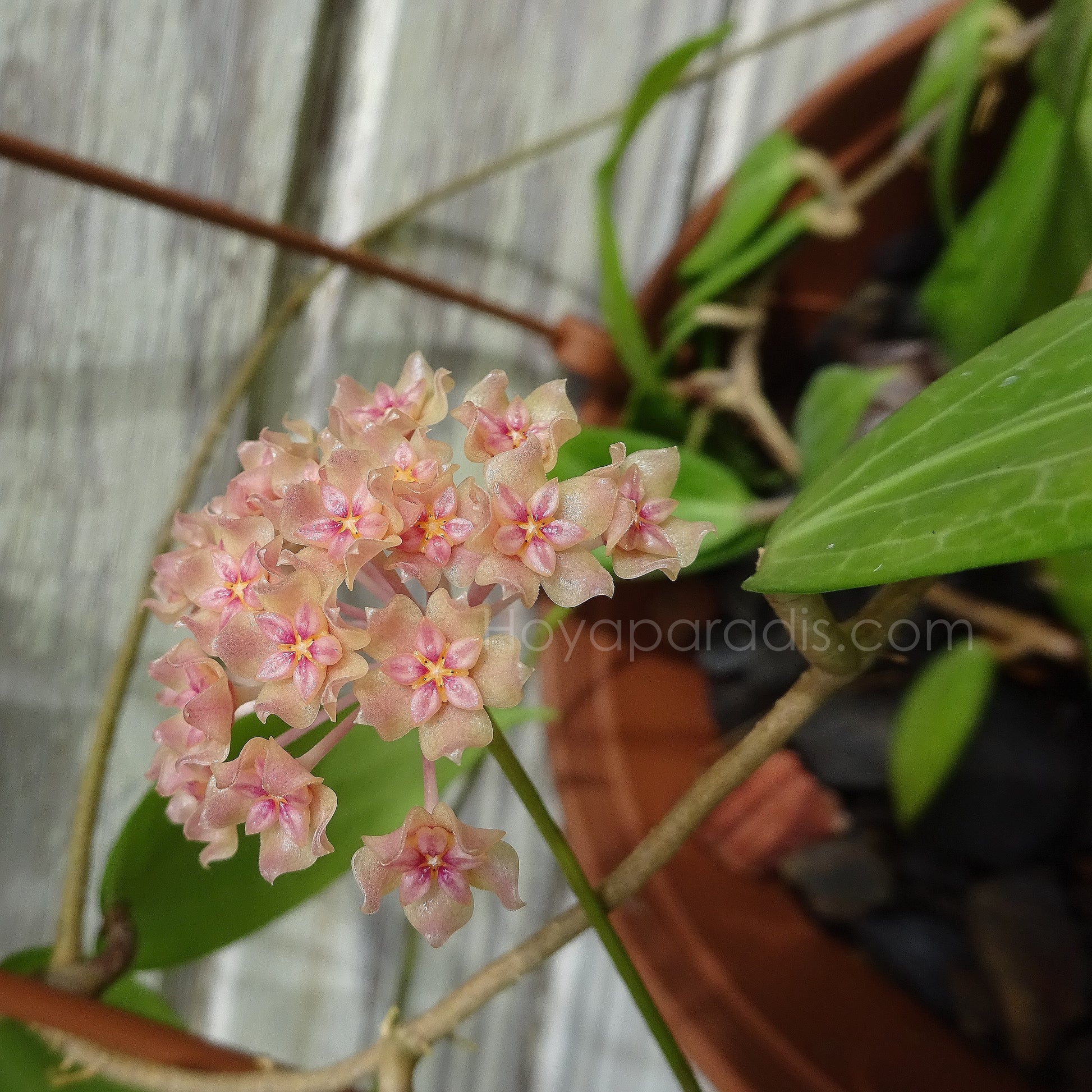 Fleur Hoya fitchii Hoyaparadis.com Guadeloupe