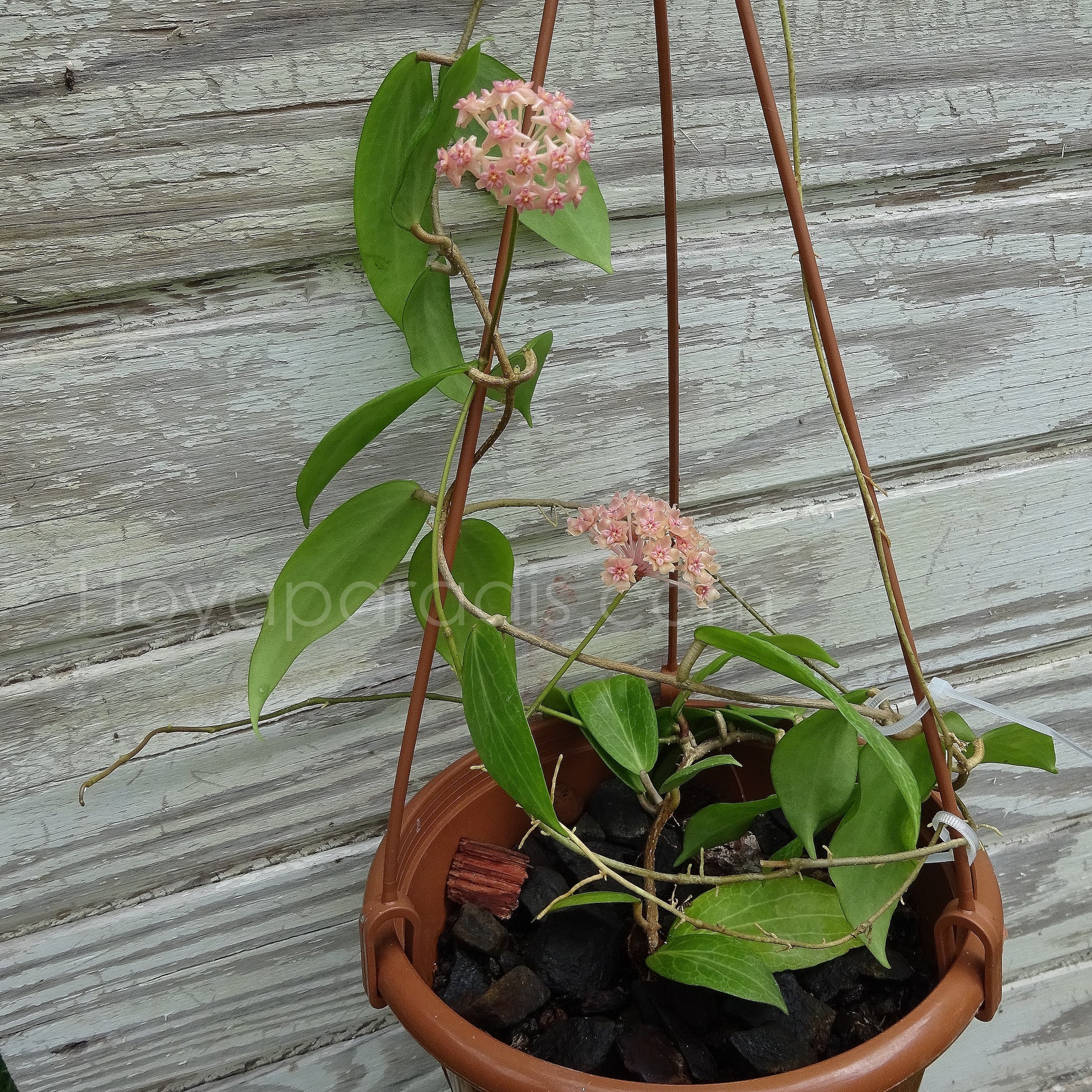 Plante Hoya fitchii Hoyaparadis.com Guadeloupe