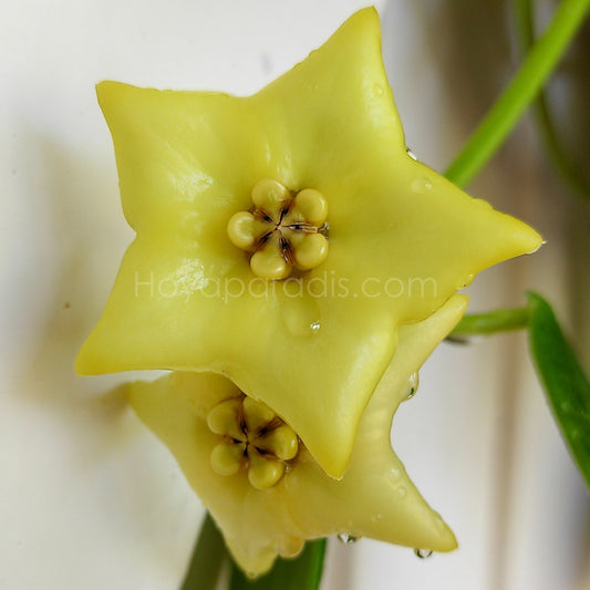 Fleur Hoya Eriostemma sp Gold Star Hoyaparadis.com Guadeloupe