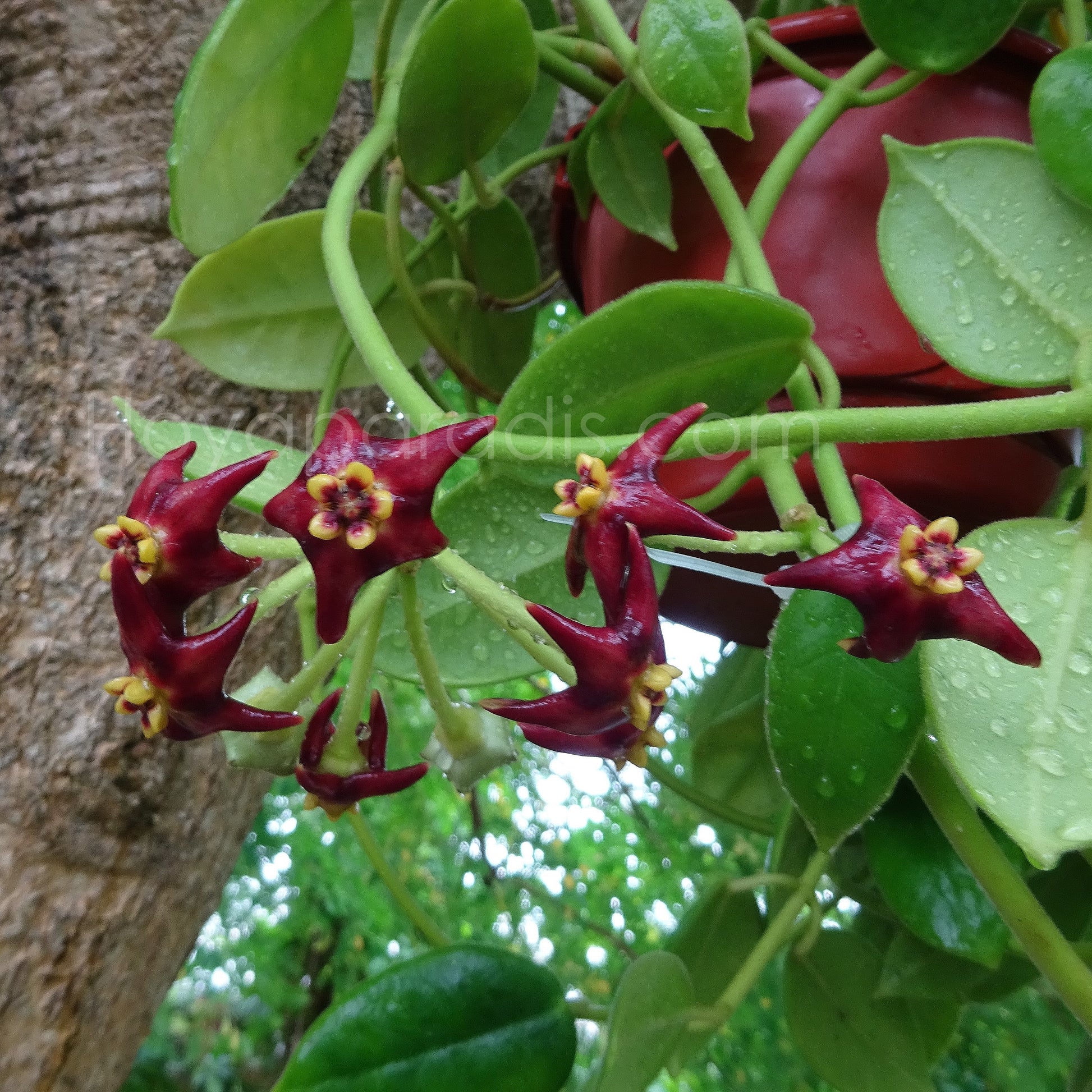 Fleur Hoya Eriostemma guppyi Hoyaparadis.com Guadeloupe