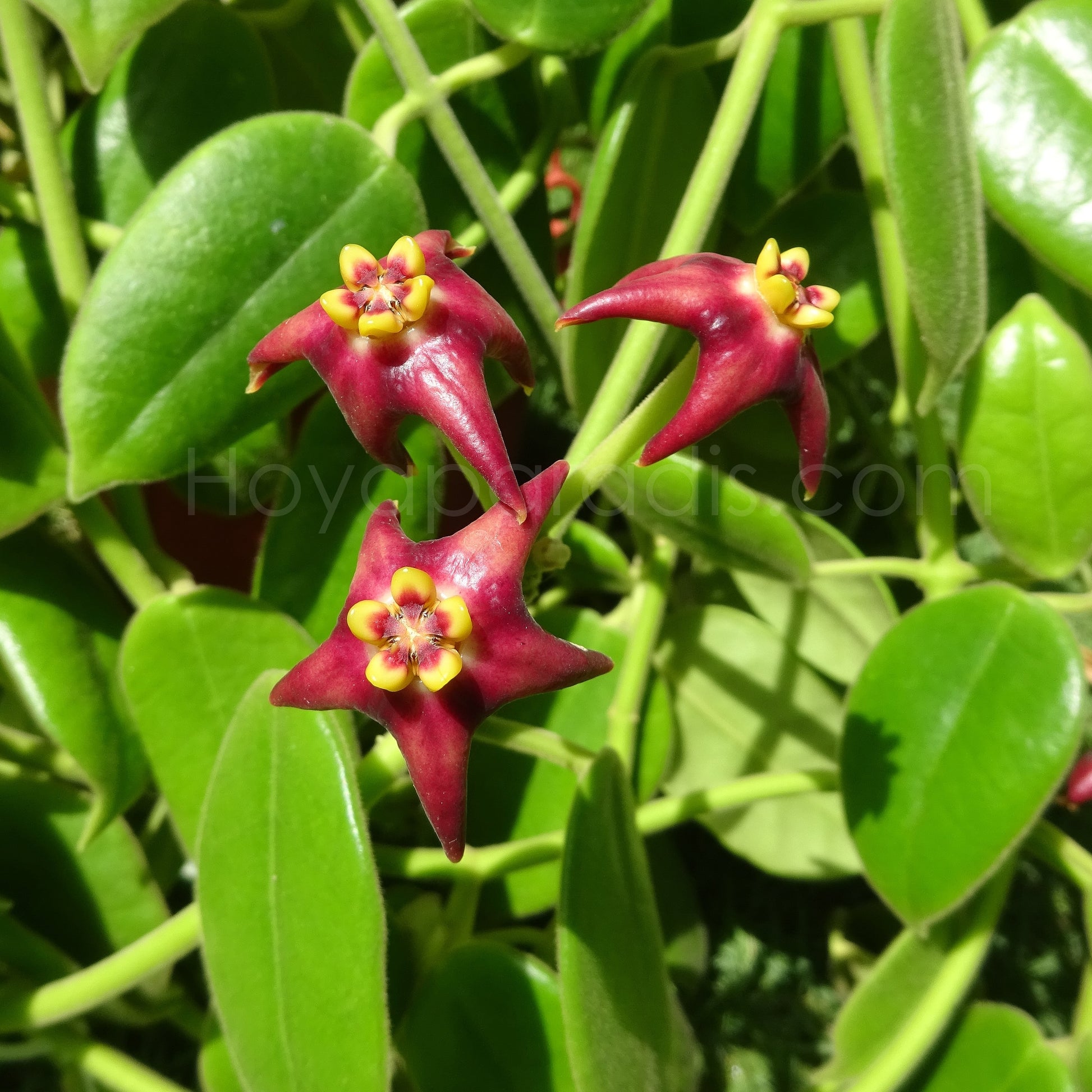 Fleur Hoya Eriostemma guppyi Hoyaparadis.com Guadeloupe
