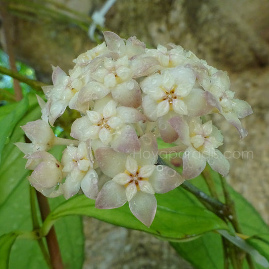 Fleur Hoya hainanensis Danang Vietnam Hoyaparadis.com Guadeloupe