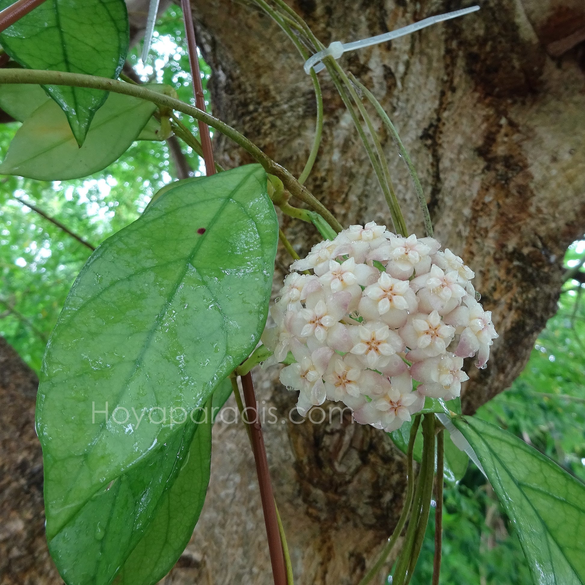 Fleur Hoya hainanensis Danang Vietnam Hoyaparadis.com Guadeloupe