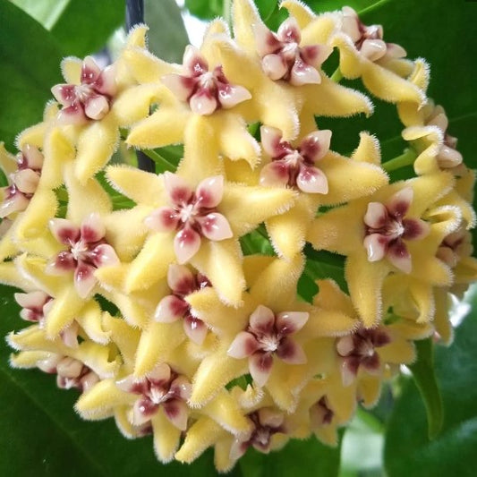 Fleur hoya halconensis hoyaparadis.com Guadeloupe