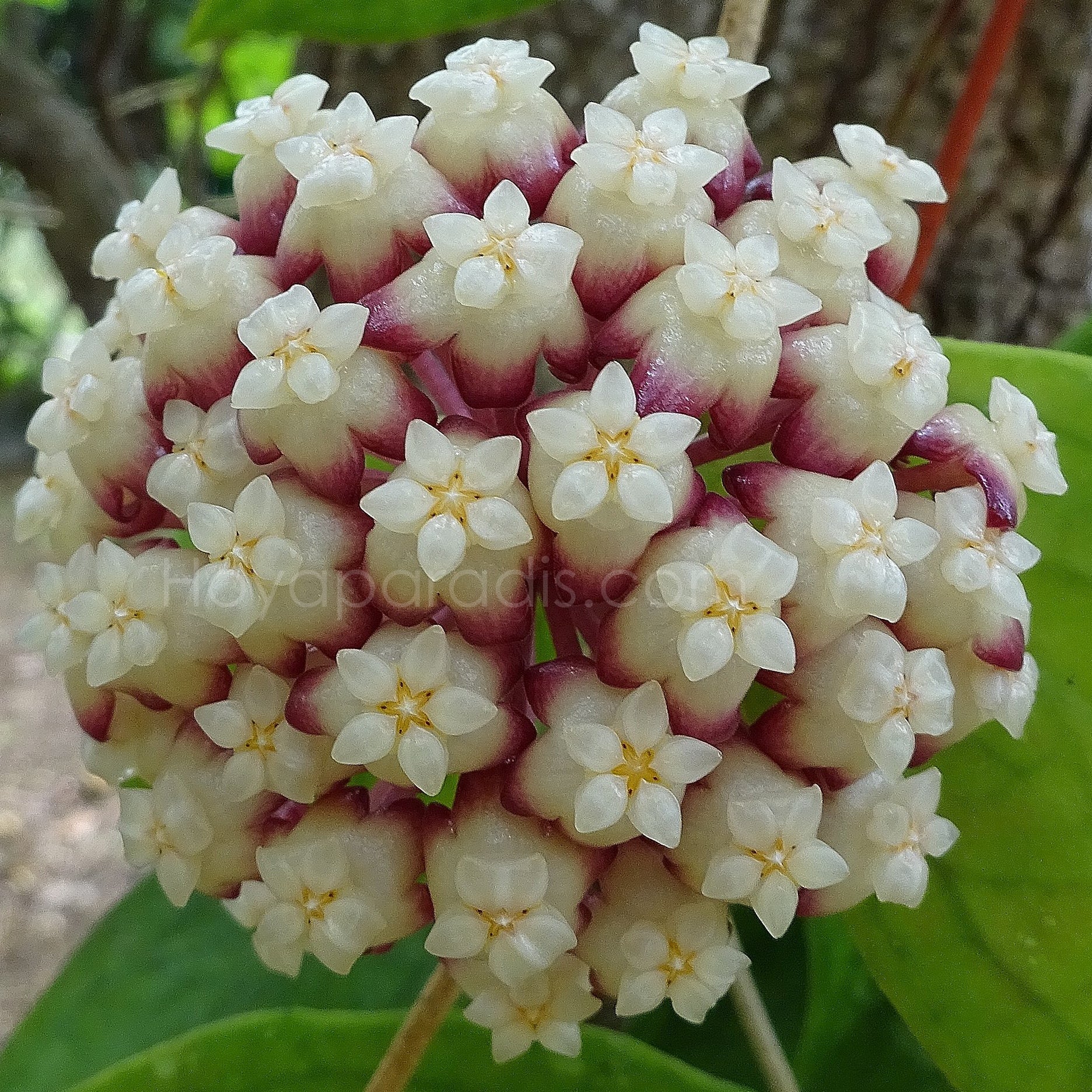 Fleur Hoya cv Jennifer Hoyaparadis.com Guadeloupe
