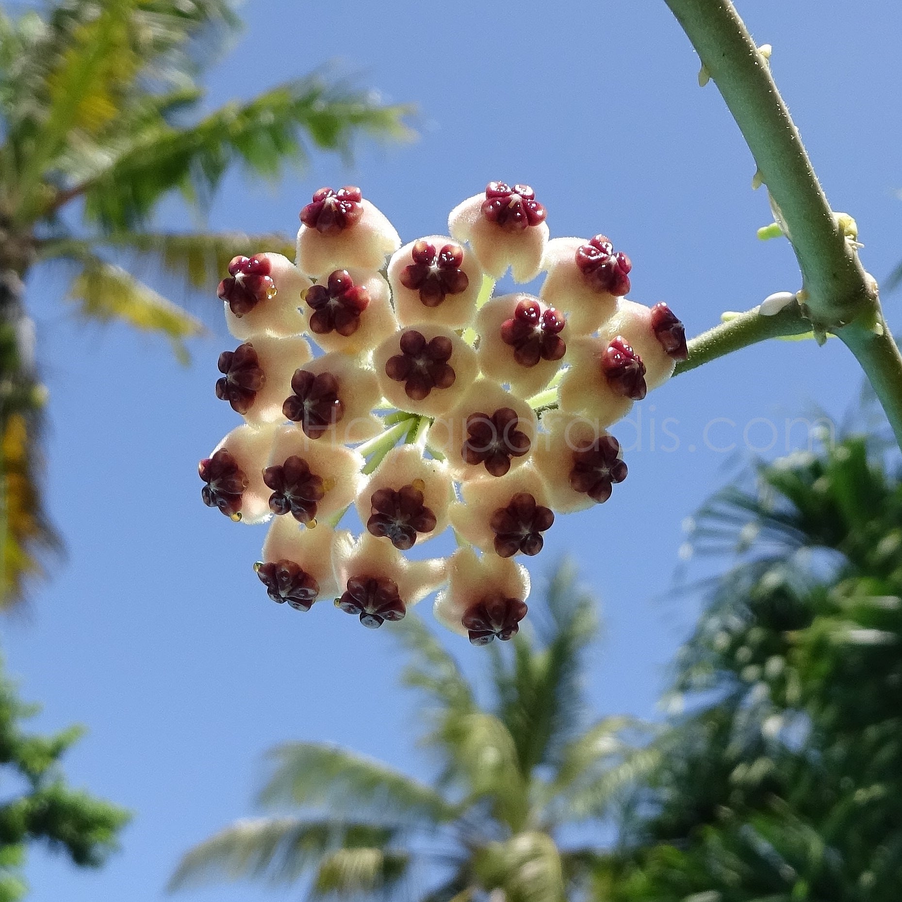 Fleur Hoya kerrii albomarginata Hoyaparadis.com Guadeloupe