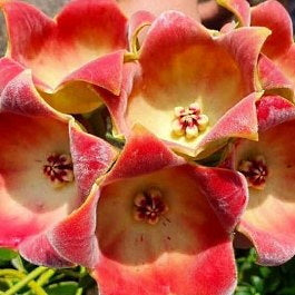 Fleur Hoya Eriostemma lauterbachii hoyaparadis.com Guadeloupe