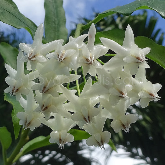 Fleur Hoya lockii (rare) Hoyaparadis.com Guadeloupe