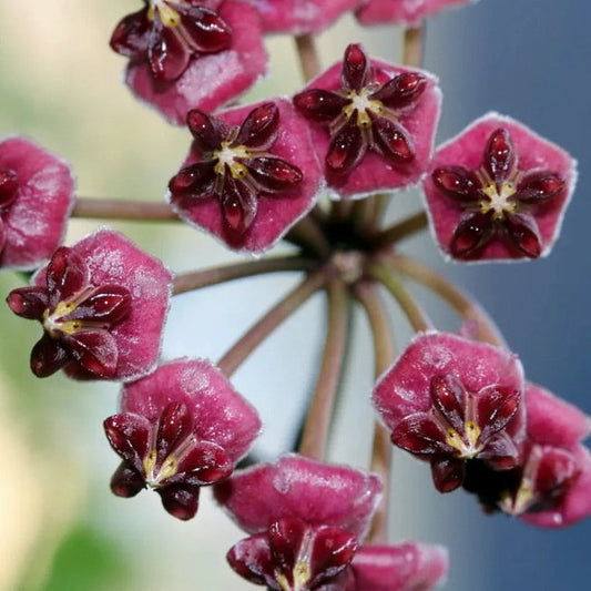 Fleur Hoya lucardenasiana hoyaparadis.com Guadeloupe