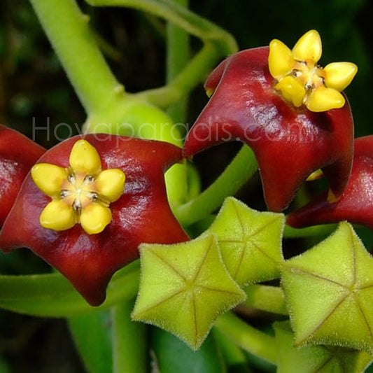 Fleur Hoya Eriostemma madulidii Hoyaparadis.com Guadeloupe