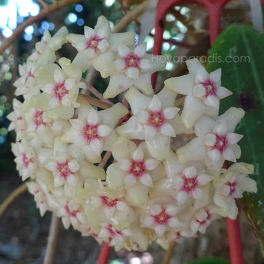 Fleur Hoya sp Loei ou hoya sp Malaisie – Hoya Paradis en Guadeloupe