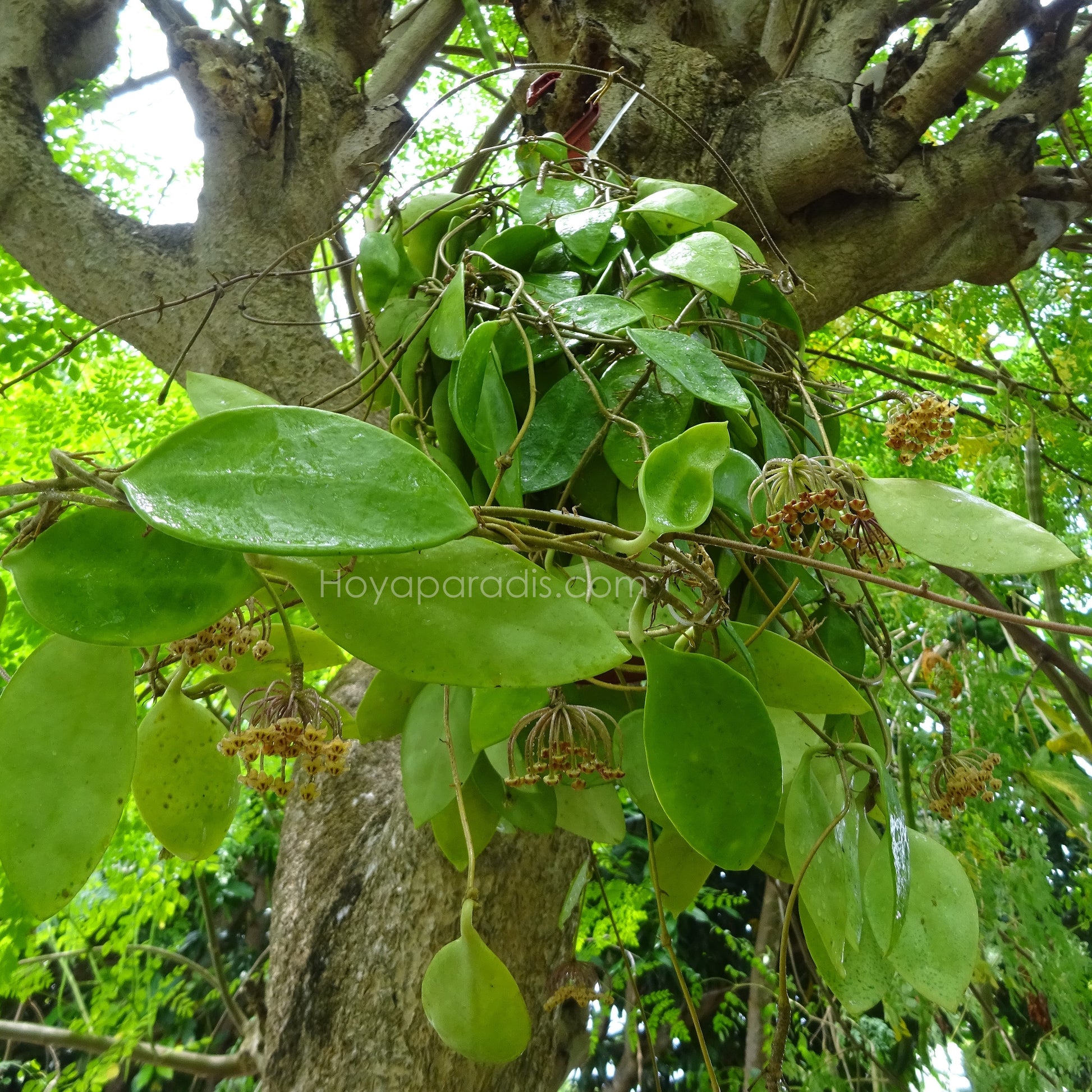 Plante Hoya micrantha "big leaves" (rare) Hoyaparadis.com Guadeloupe