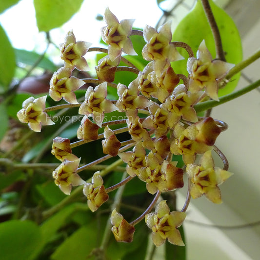 Fleur Hoya micrantha "big leaves" (rare) Hoyaparadis.com Guadeloupe