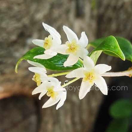 Fleur Hoya odorata Hoyaparadis.com Gadeloupe