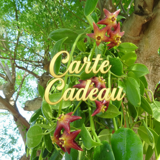 Carte-cadeau Hoya Paradis