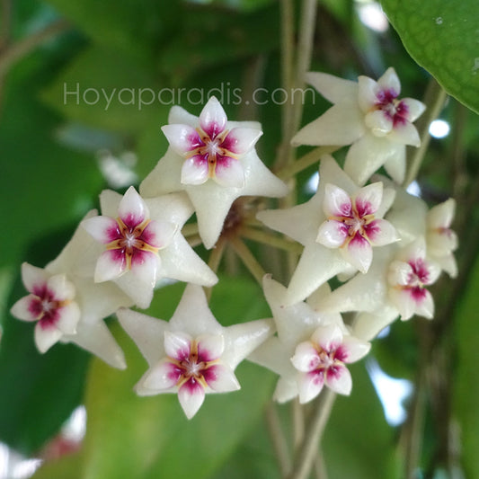 Fleur Hoya ovalifolia Hoyaparadis.com Guadeloupe