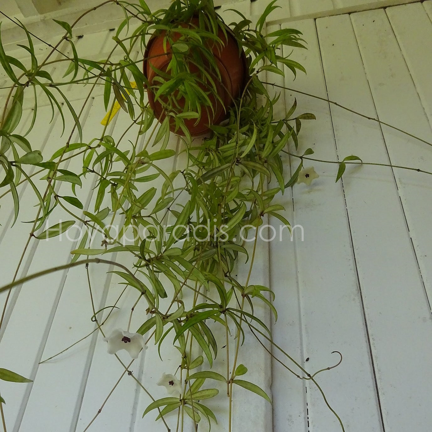 Plante Hoya pauciflora Hoyaparadis.com Guadeloupe