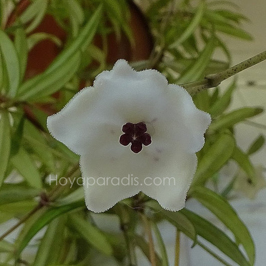 Fleur Hoya pauciflora Hoyaparadis.com Guadeloupe