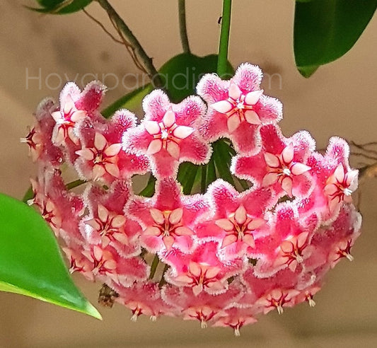 Fleur Hoya pubicalyx Pink Dragon Hoyaparadis.com Guadeloupe