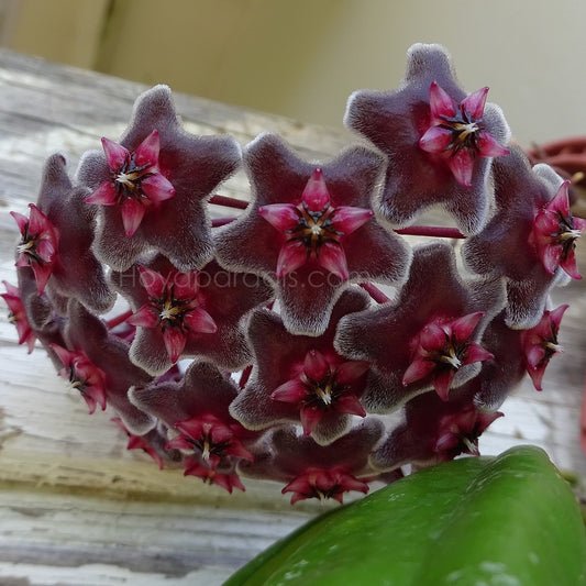 Fleur Hoya pubicalyx Red Buttons Hoyaparadis.com Guadeloupe