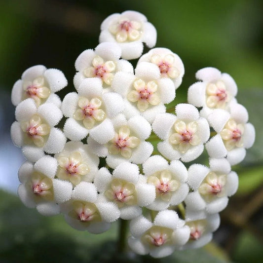 Fleur Hoya rotundiflora hoyaparadis.com Guadeloupe