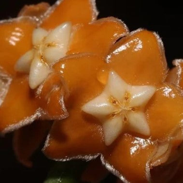 Fleur Hoya spartioïdes (difficile à trouver) hoyaparadis.com Guadeloupe