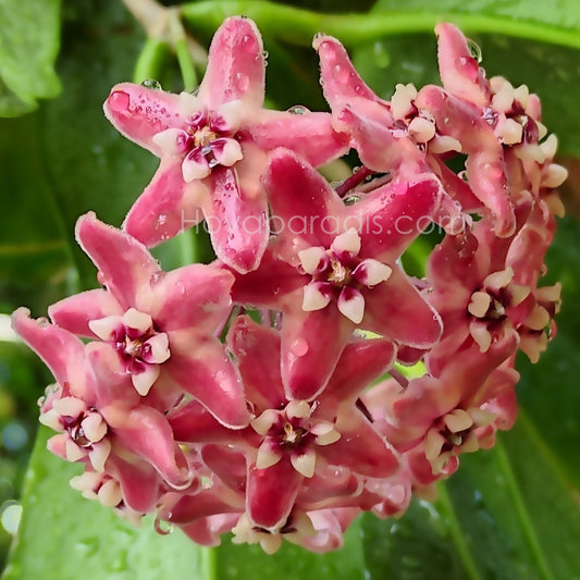 Fleur Hoya subcalva ou IML 404 (rare) Hoyaparadis.com Guadeloupe