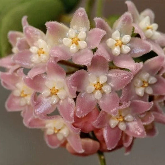 Fleur Hoya thomsonii  Pink Flowers hoyaparadis.com Guadeloupe