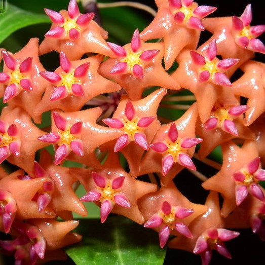 Fleur Hoya valmayoriana (espèce Philippines IML 0831 – DMC 1622) hoyaparadis.com Guadeloupe