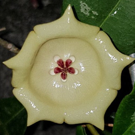 Fleur Hoya Wallichii (rare) – Hoya Paradis en Guadeloupe