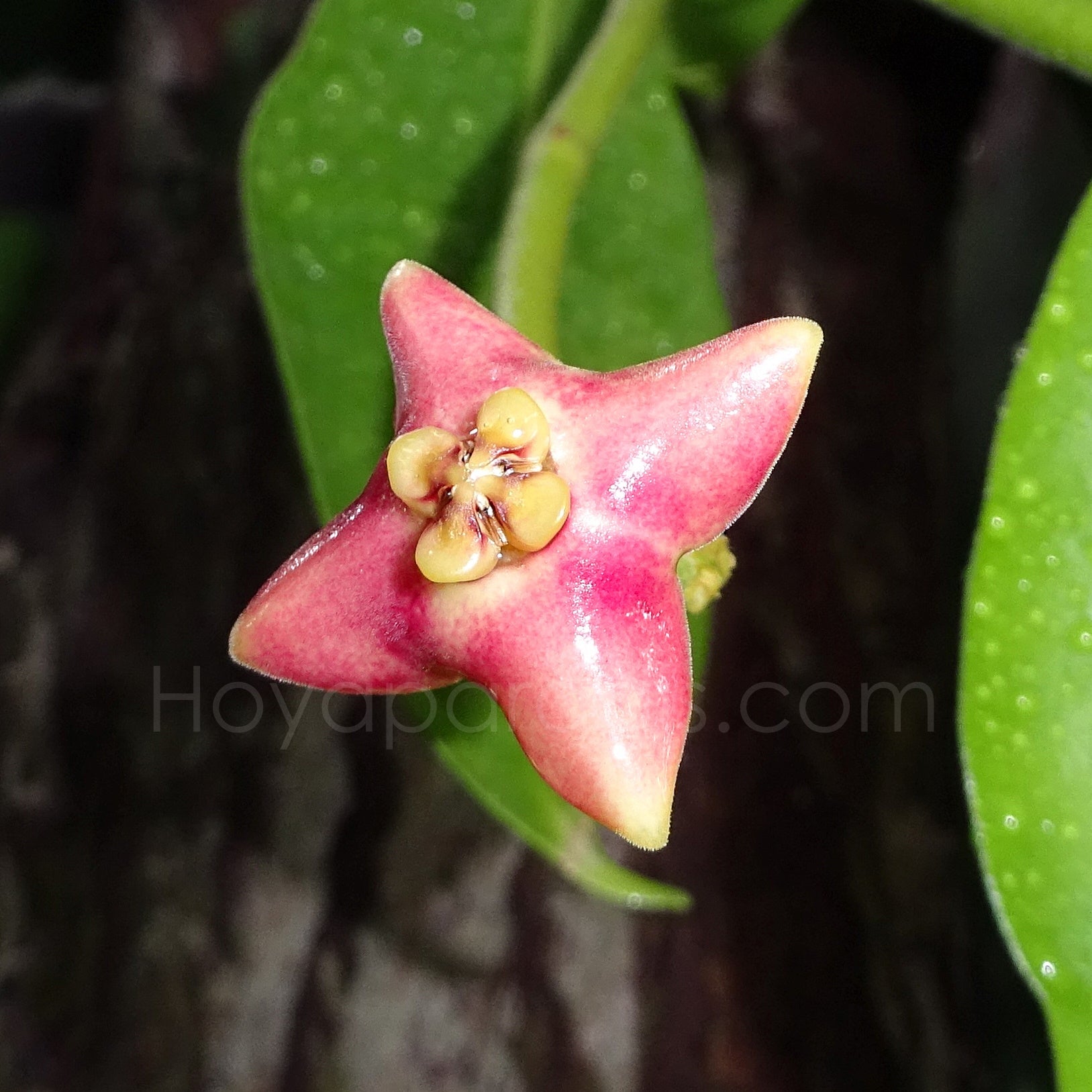 Fleur Hoya Eriostemma cv Monette Hoyaparadis.com Guadeloupe