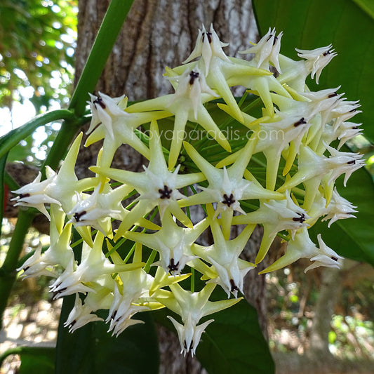 Fleur Hoya Multiflora Hoyaparadis.com Guadeloupe