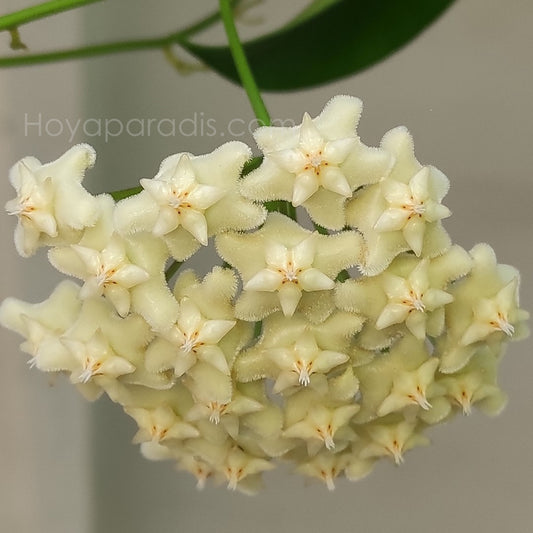 Fleur Hoya pubicalyx white dragon ou hoya celata Hoyaparadis.com Guadeloupe